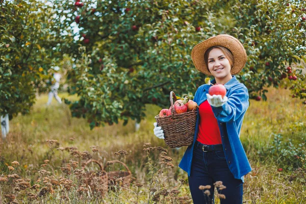 Beautiful woman in hat and shirt in autumn garden holding ripe apples in basket and smiling. A woman collects ripe apples. Harvesting apples in autumn