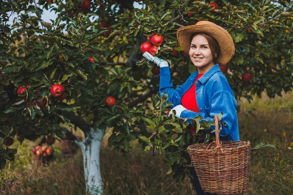 Beautiful woman in hat and shirt in autumn garden holding ripe apples in basket and smiling. A woman collects ripe apples. Harvesting apples in autumn