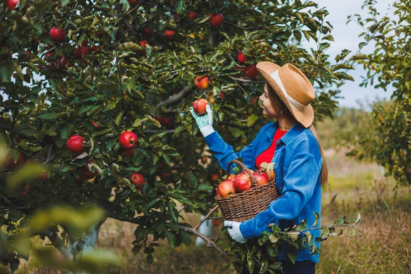 모자를 아름다운 과수원에 바구니에서 사과를 있습니다 유기농 정원에서 사과를 수확하는 — 스톡 사진
