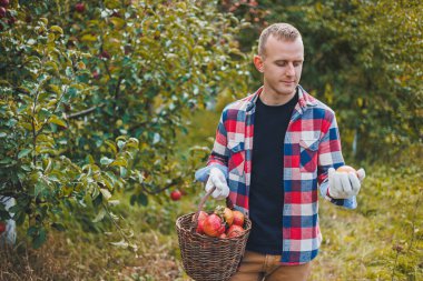 Kareli gömlekli ve bir sepet elmalı genç bir erkek işçinin portresi. Genç bir işçi sonbahar bahçesinde elma topluyor..