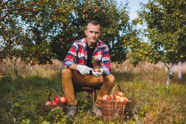 Bahçede elma hasadı. Gülümseyen genç bir adam meyve bahçesinde çalışıyor ve elinde elma dolu bir sandık var..