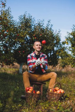 Mutlu erkek işçi sonbahar hasadı sırasında meyve bahçesinde taze olgun elma topluyor. Sonbaharda elma toplama zamanı