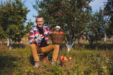 Mutlu erkek işçi sonbahar hasadı sırasında meyve bahçesinde taze olgun elma topluyor. Sonbaharda elma toplama zamanı