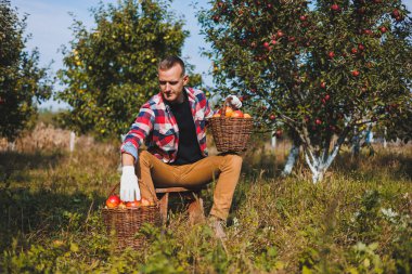 Sonbahar hasadı sırasında köydeki meyve bahçesinde elma toplayan genç çiftçi. Mutlu adam bahçede çalışıyor, hasat ediyor, sepetlerle elma topluyor.