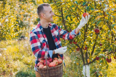 Genç çiftçi sepetin içinde organik elma gösteriyor. Sonbaharda bahçede elma hasat etmek..