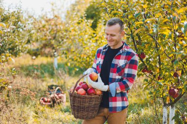 Genç çiftçi sepetin içinde organik elma gösteriyor. Sonbaharda bahçede elma hasat etmek..