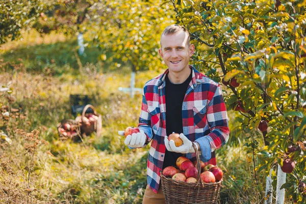 Young farmer showing organic homegrown apples in a basket. Harvesting apples in autumn in the garden.