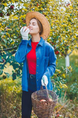 Şapkalı genç zayıf bir kadın bahçede çalışan bir işçidir. Sepetteki kırmızı elmalara bakar. Sonbaharda elma hasatı