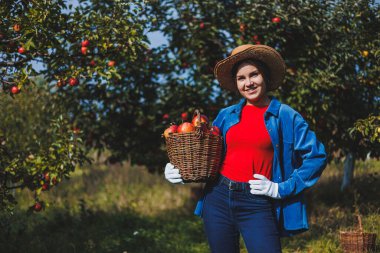 Şapkalı genç zayıf bir kadın bahçede çalışan bir işçidir. Sepetteki kırmızı elmalara bakar. Sonbaharda elma hasatı