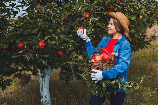 Mladá Štíhlá Žena Klobouku Dělnice Zahradě Dívá Červená Jablka Proutěném — Stock fotografie