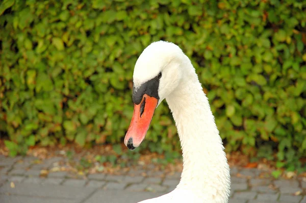 Cabeza y cuello de cisne —  Fotos de Stock