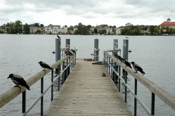 Passerelle et oiseaux — Photo