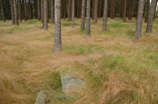 Grass in the forest — Stock Photo, Image