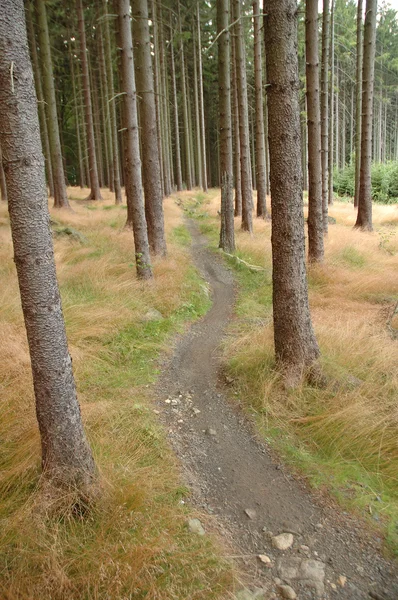 森林中的自行车道 — 图库照片