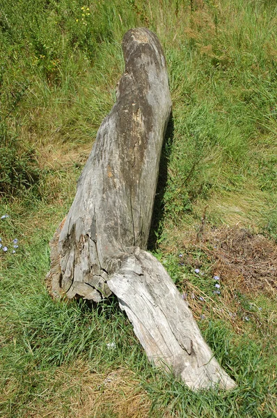 Tree trunk — Stock Photo, Image