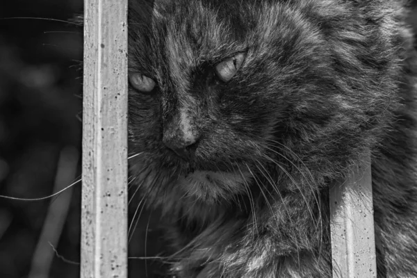 Cat Head Zblízka Černé Bílé — Stock fotografie