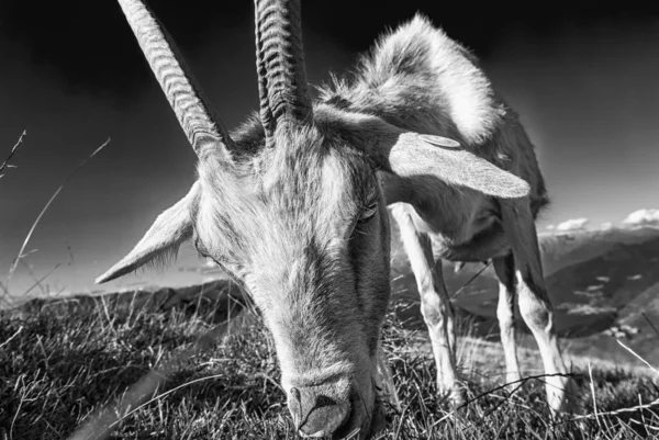 Close Cabra Preto Branco — Fotografia de Stock