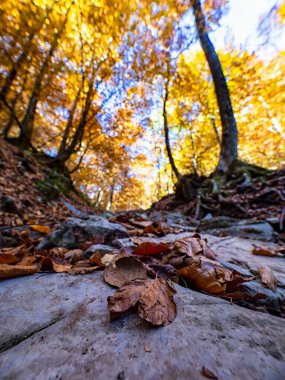 Como Alpleri 'nin ormanlarında sonbahar atmosferi