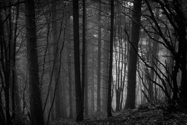 Ormanda Ürkütücü Bir Atmosfer — Stok fotoğraf