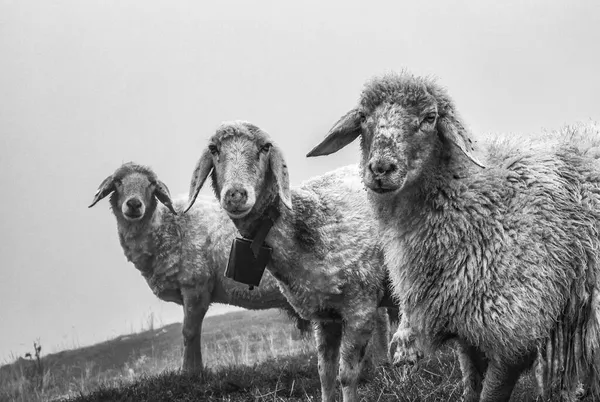 Gros Plan Des Moutons Noir Blanc — Photo