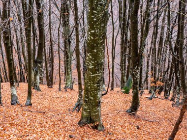 Sisli bir günde Woodland