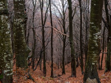 Sisli bir günde Woodland