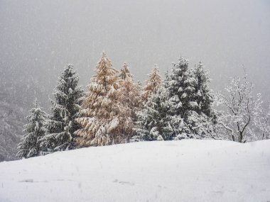 Kar altında çam ağaçları