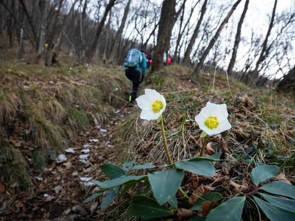 Escena Trekking Bosque Los Alpes Italianos — Foto de Stock