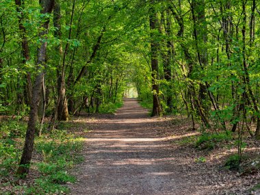 Baharda bir ormanlık alanda yol