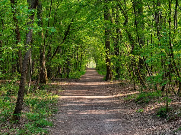 Baharda bir ormanlık alanda yol