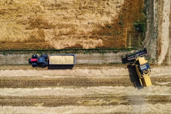 Scène Récolte Dans Campagne Italienne — Photo