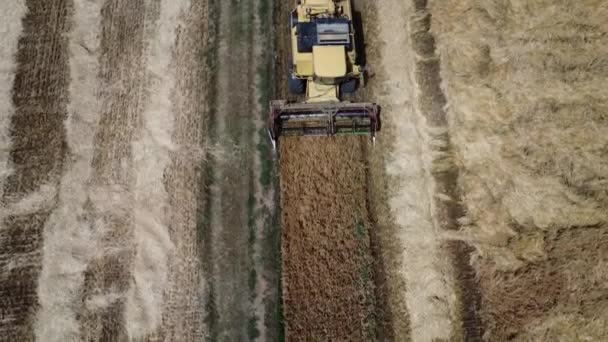 이탈리아의 지역에서 수확하는 — 비디오