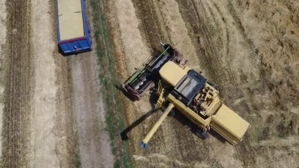 イタリアの田舎での収穫シーン — ストック動画