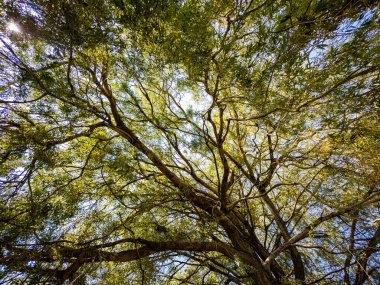 Aşağıdan görünen ağaç