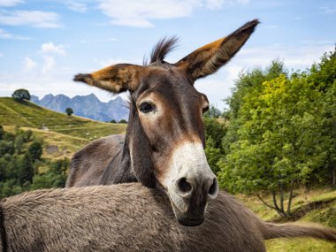 Donkey head close-up in the countryside