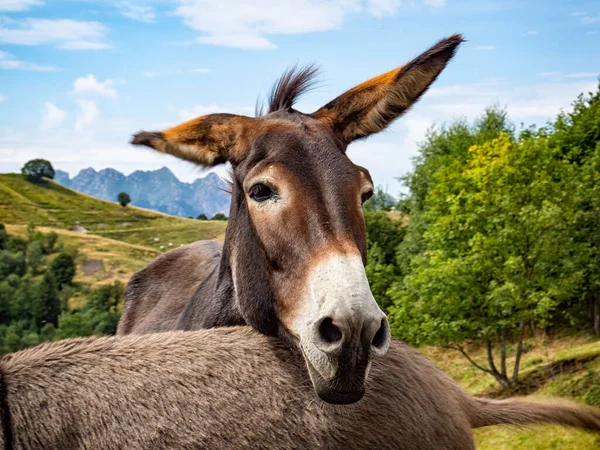 Donkey Head Close Countryside — 图库照片