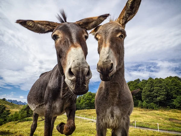 Donkey Head Close Countryside — Stockfoto