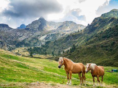 Horses in Valvarrone valley on the Italian alps
