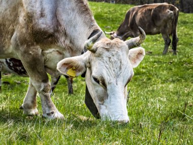 Kafasına yakın çekimde otlanan inek.