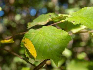 Sonbaharda bir ormanlık alanda yaprağın yakın çekimi.