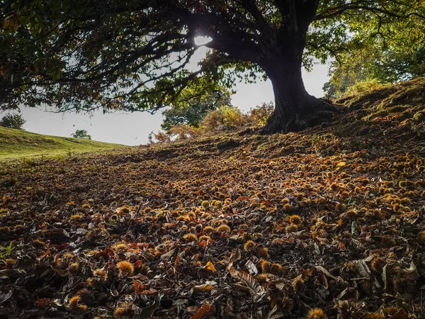 Skupina Kaštanů Typické Podzimní Ovoce — Stock fotografie