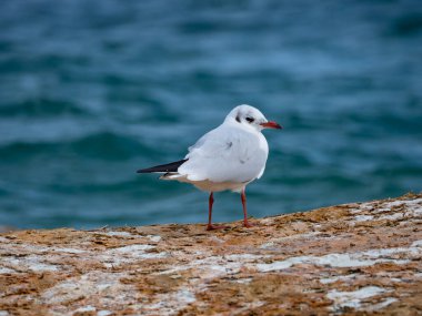 Göl kenarındaki bir kayanın üzerindeki martı.