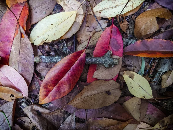 Zanechá Detailní Záběr Podzimních Barvách — Stock fotografie