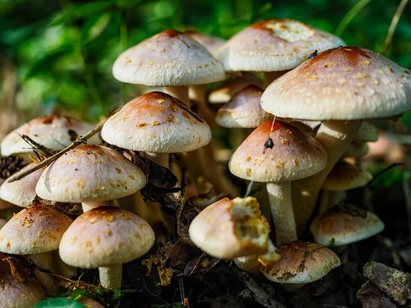 Poisonous mushrooms close-up in a forest
