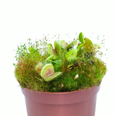 Dionaea muscipula