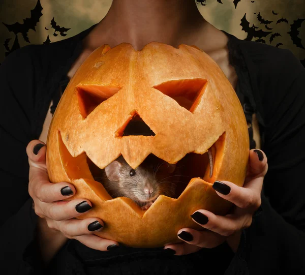 Gray rat sits in a carved pumpkin — Stock Photo, Image