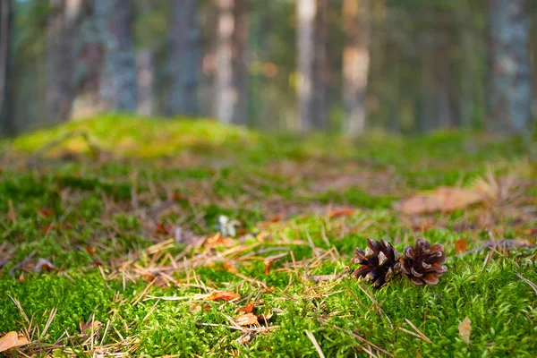 Silêncio na floresta — Fotografia de Stock