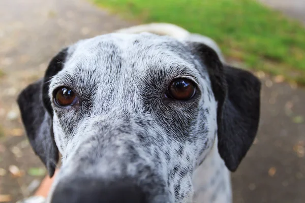 Retrato de cão cinza — Fotografia de Stock