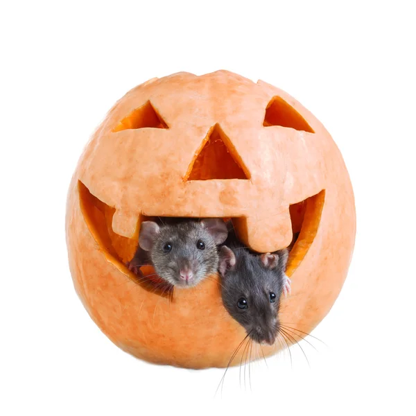 Two mouse and pumpkin halloween — Stock Photo, Image