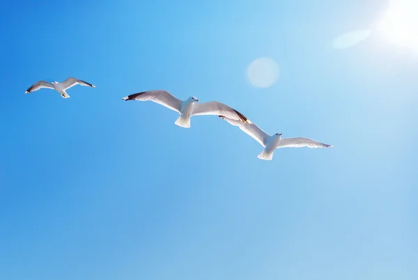 Três gaivotas e sol — Fotografia de Stock